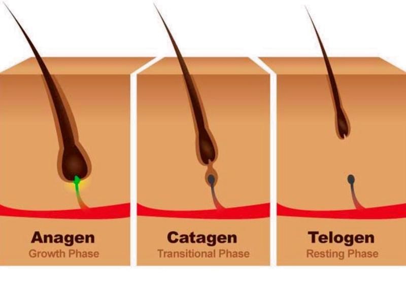 The hair growth cycle