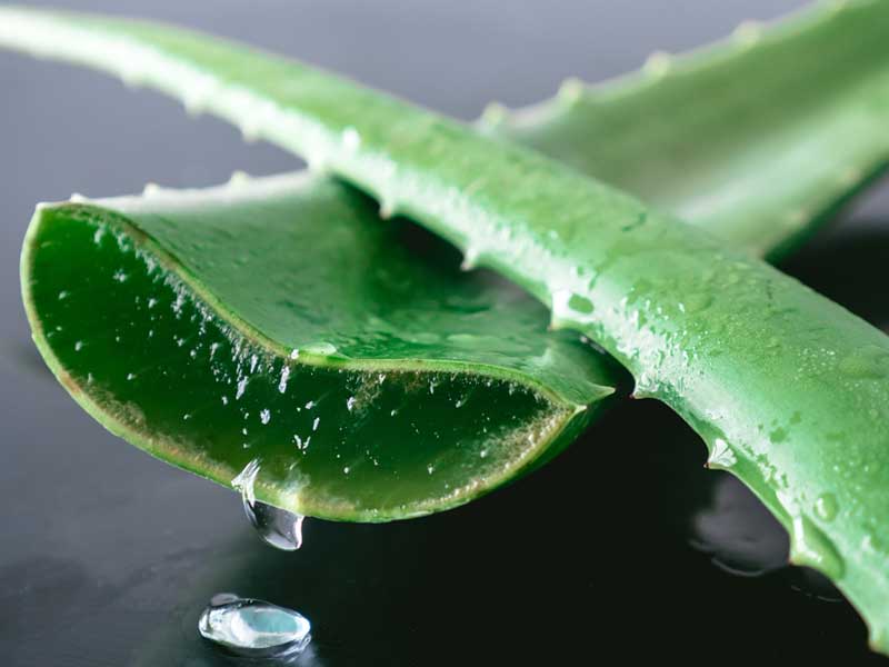 Aloe-Vera oily skin acne treatment