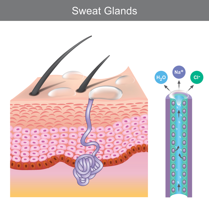Sweat glands diagram