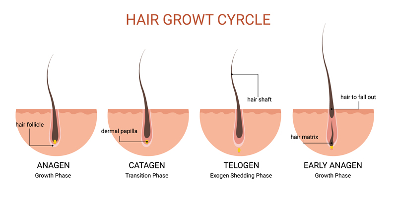 natural hair growth cycle
