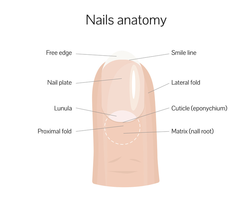 Anatomy of the Nail Matrix