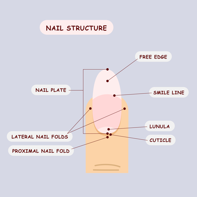 Nail anatomy diagram