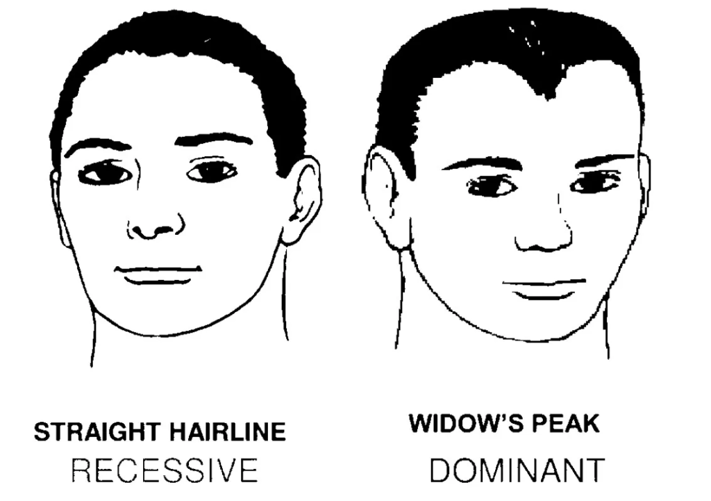 Straight & Widow’s peak hairline types 