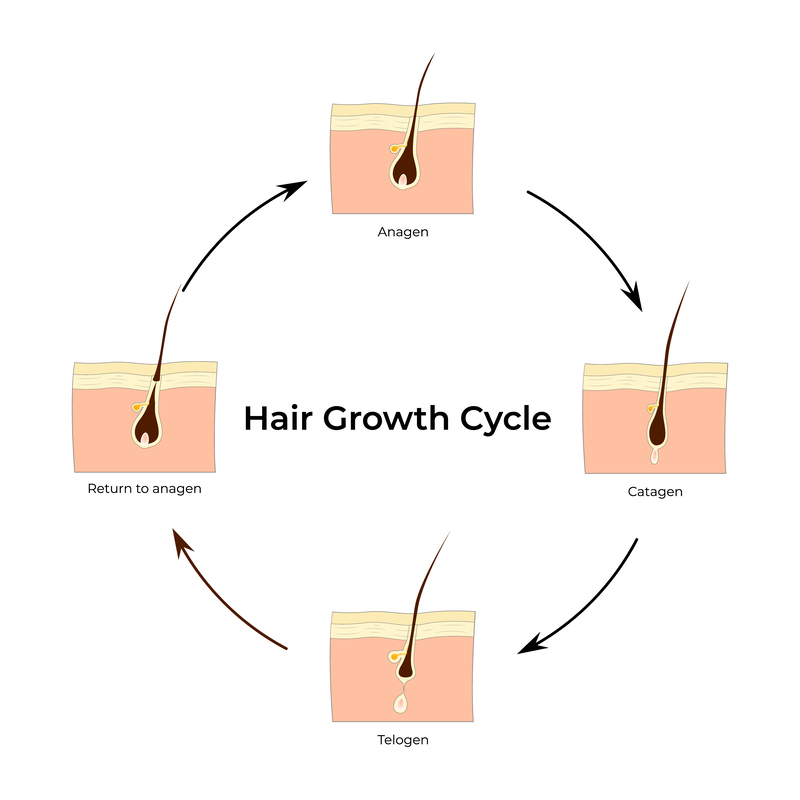 Hair Growth Stages